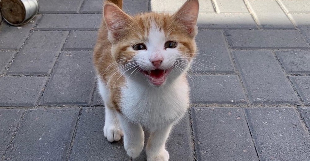 Encuentra un gatito en la calle e intenta conseguirle un hogar, pero el minino ya tenía un plan Encuentra un gatito en la calle e intenta conseguirle un hogar, pero el minino ya tenía un plan