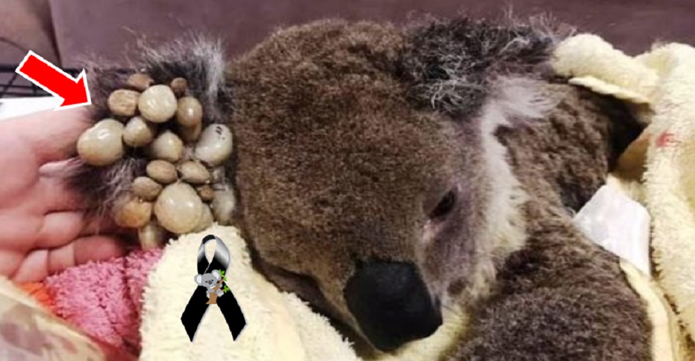 Los devastadores momentos finales de una koala que no logró superar la infestación de garrapatas