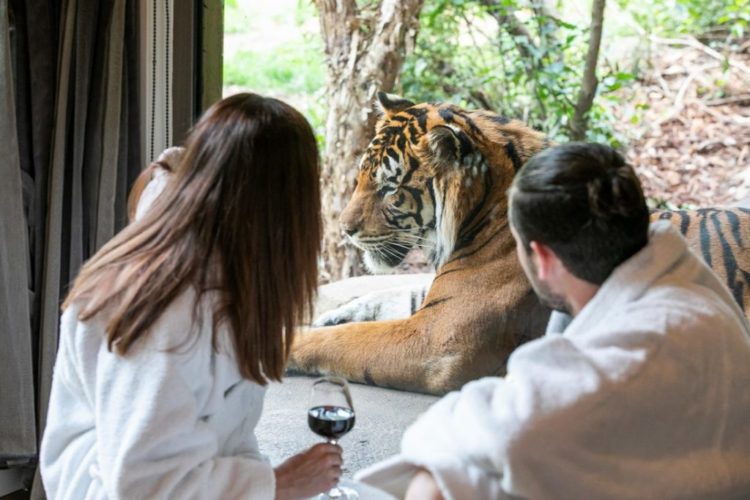 En este lujoso hotel ofrecen la oportunidad de dormir entre tigres y