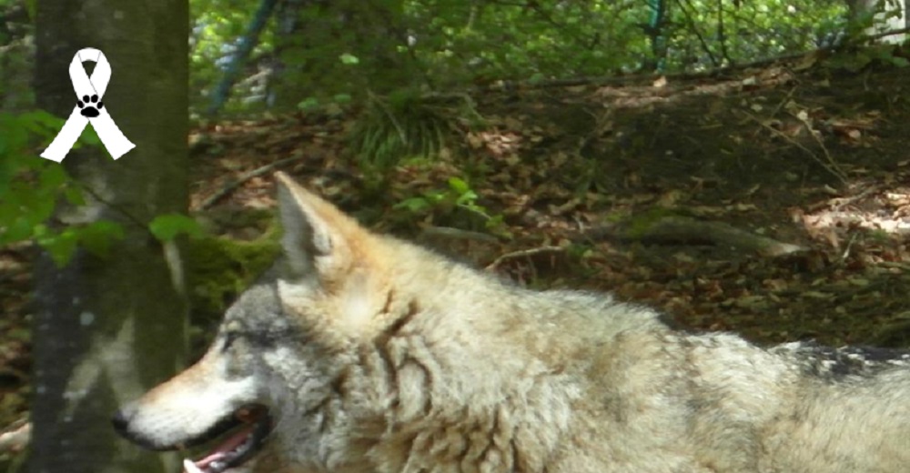 Acaban con la vida de un ejemplar de lobo de 6 meses porque era un grave riesgo para el ganado Acaban con la vida de un ejemplar de lobo de 6 meses porque era un grave riesgo para el ganado