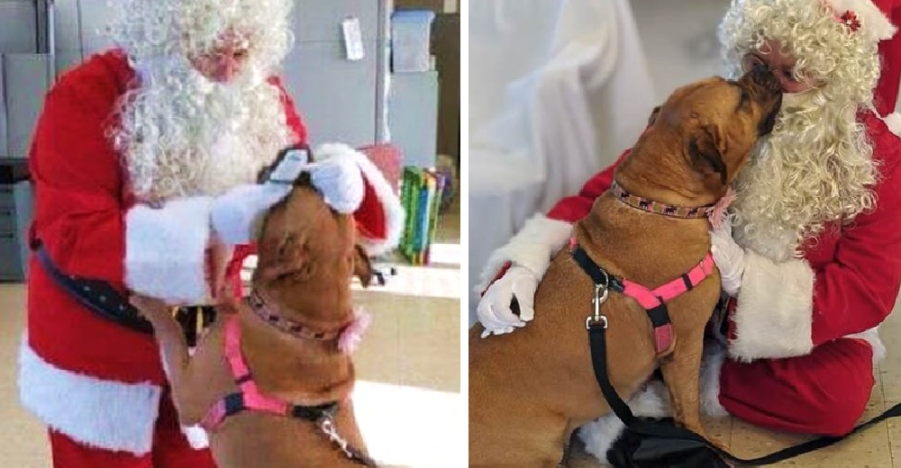 El deseo de Navidad de una perrita que tiene 900 días esperando ser adoptada por una familia El deseo de Navidad de una perrita que tiene 900 días esperando ser adoptada por una familia