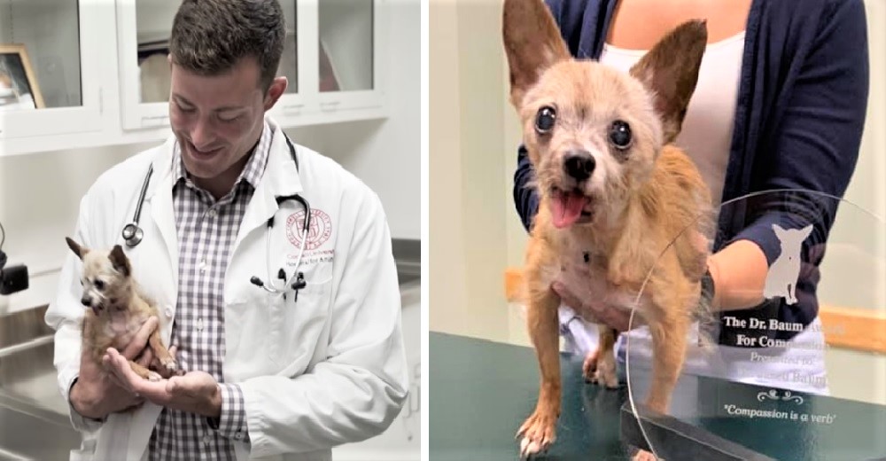 Un veterinario conduce sin parar durante hora y media para salvar a una perrita de 16 años