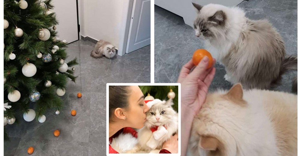Salva la decoración de Navidad de su casa gracias a las mandarinas que tanto odia su gato Salva la decoración de Navidad de su casa gracias a las mandarinas que tanto odia su gato