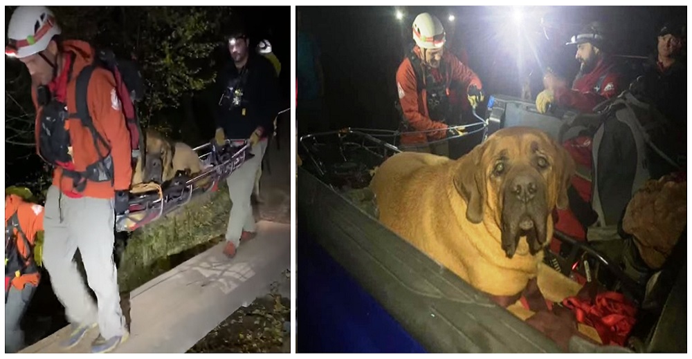 Un perro mastín agotado recibió feliz la ayuda extra que necesitaba para bajar la montaña Un perro mastín agotado recibió feliz la ayuda extra que necesitaba para bajar la montaña