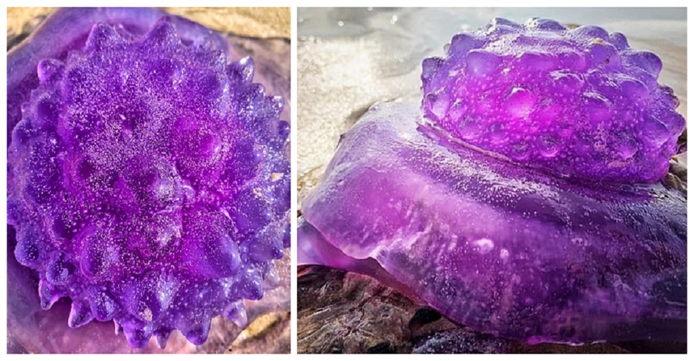 Alucinante criatura «alienígena» púrpura se lava en la playa ante el asombro de los turistas