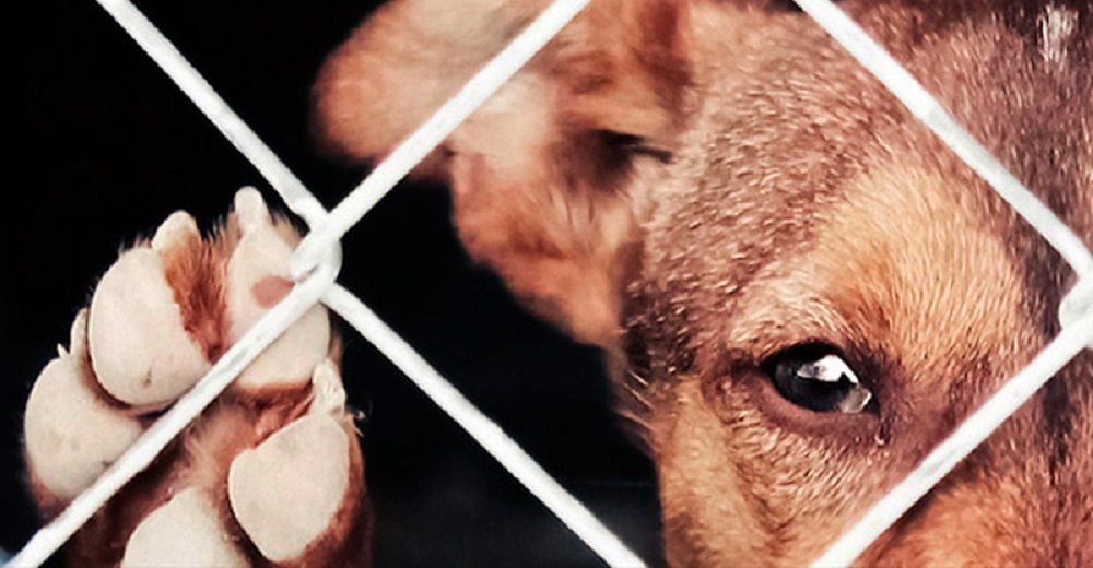 Estado mexicano aprueba una ley de hasta 6 años de cárcel por hacer daño a un animal Estado mexicano aprueba una ley de hasta 6 años de cárcel por hacer daño a un animal
