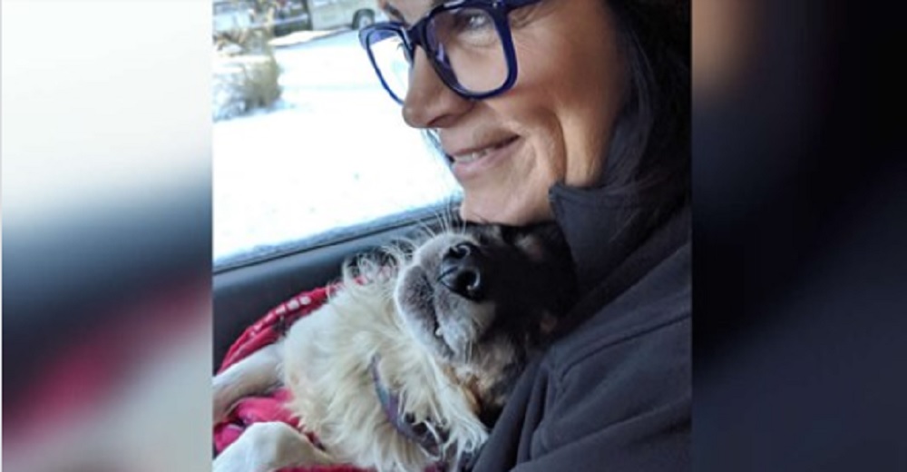 Perrito que estaba encadenado en la nieve se da cuenta de que finalmente está a salvo Perrito que estaba encadenado en la nieve se da cuenta de que finalmente está a salvo