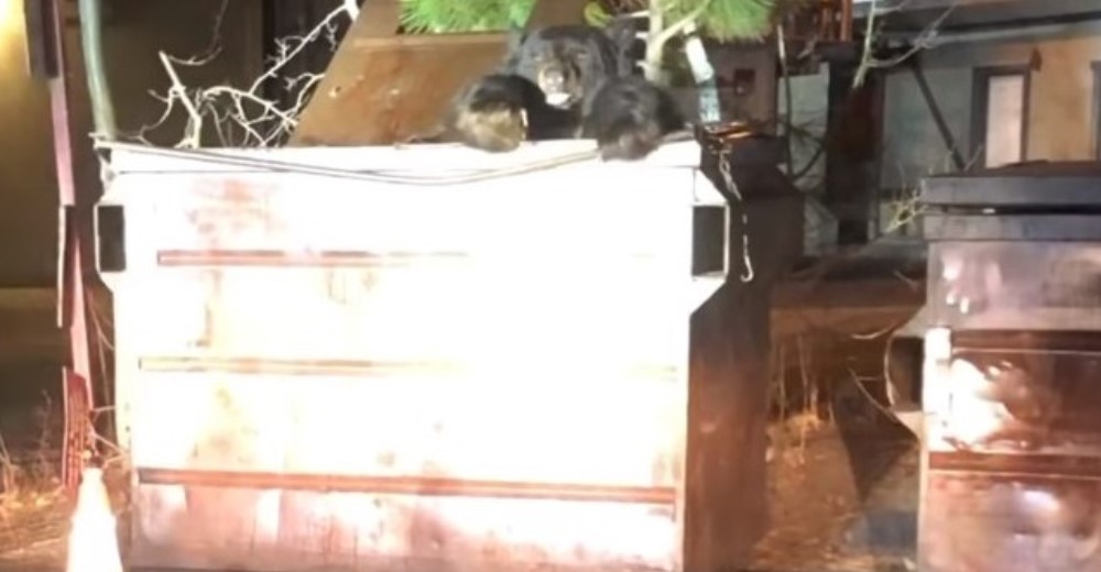 Este rellenito oso necesita una mano amiga para salir tras quedarse atascado en un contenedor