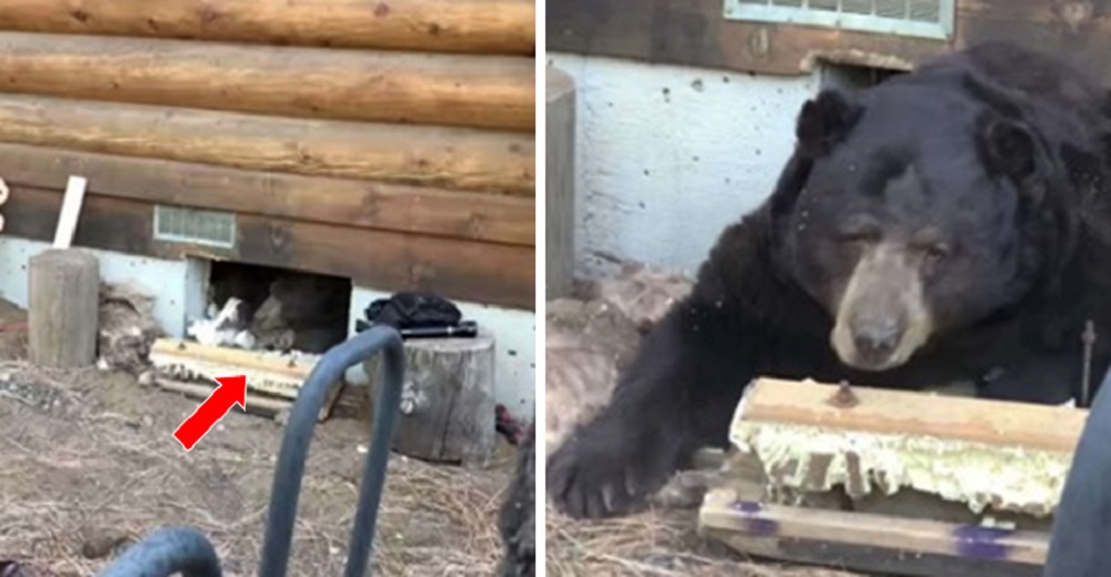 Una familia queda en shock al descubrir que un oso gigante se mudó a vivir debajo de su casa Una familia queda en shock al descubrir que un oso gigante se mudó a vivir debajo de su casa
