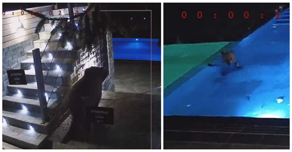 Oso atrevido invade la piscina del club cada semana y los dueños le dan una membresía gratis Oso atrevido invade la piscina del club cada semana y los dueños le dan una membresía gratis
