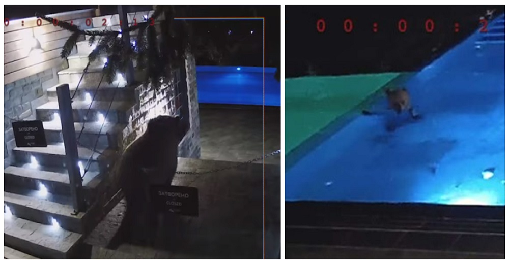 Oso atrevido invade la piscina del club cada semana y los dueños le dan una membresía gratis