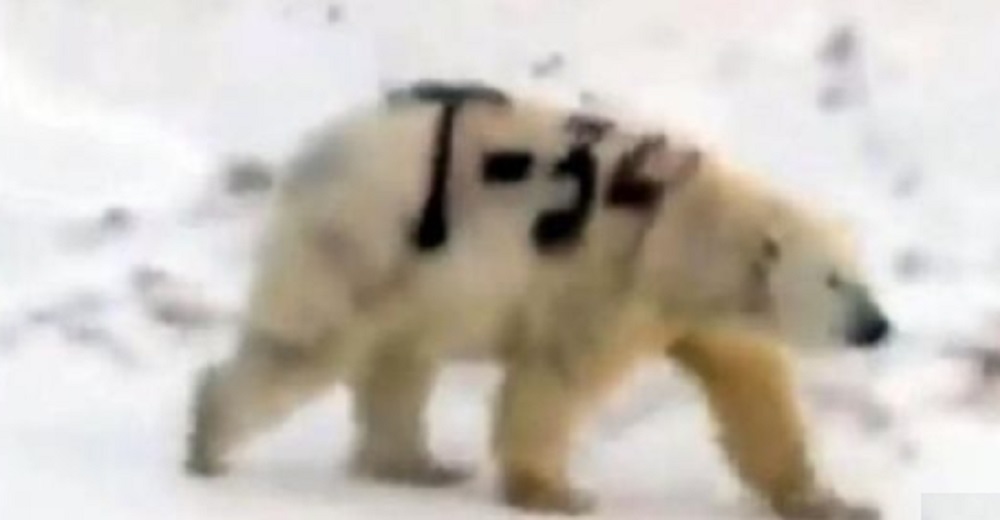 Graban a un oso polar con la leyenda «T-34» pintada en el lomo ante la indignación de muchos Graban a un oso polar con la leyenda «T-34» pintada en el lomo ante la indignación de muchos