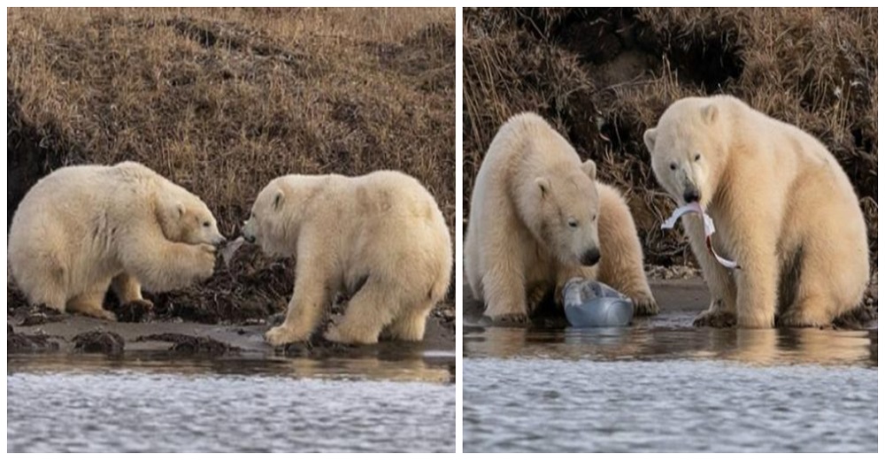 Imágenes desgarradoras muestran osos polares hambrientos peleando por comer basura plástica Imágenes desgarradoras muestran osos polares hambrientos peleando por comer basura plástica