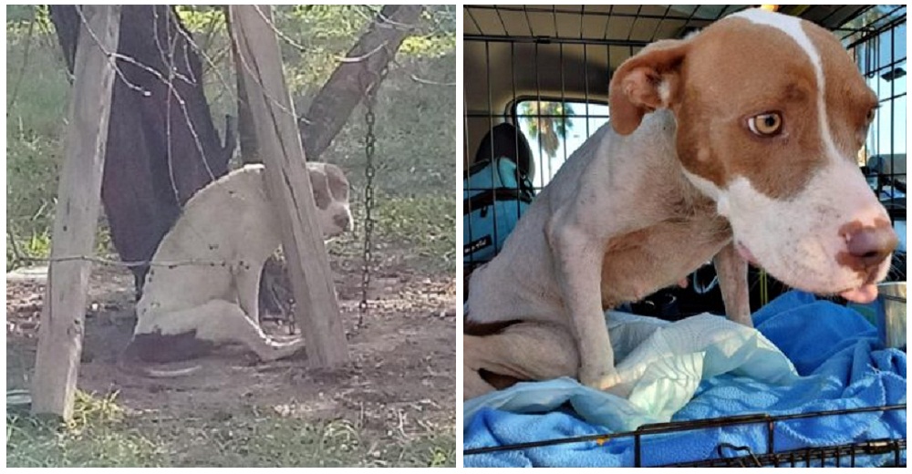 Entre lágrimas rescatan a una perrita paralítica que mantenían sujeta a un árbol sin comida Entre lágrimas rescatan a una perrita paralítica que mantenían sujeta a un árbol sin comida