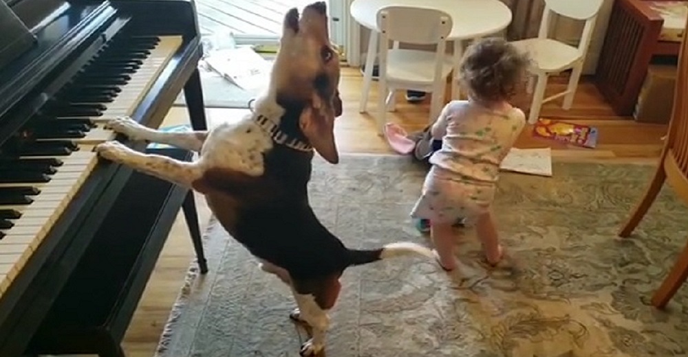 Un dulce perro rescatado y su pequeña humana se vuelven virales por su adorable talento conjunto Un dulce perro rescatado y su pequeña humana se vuelven virales por su adorable talento conjunto