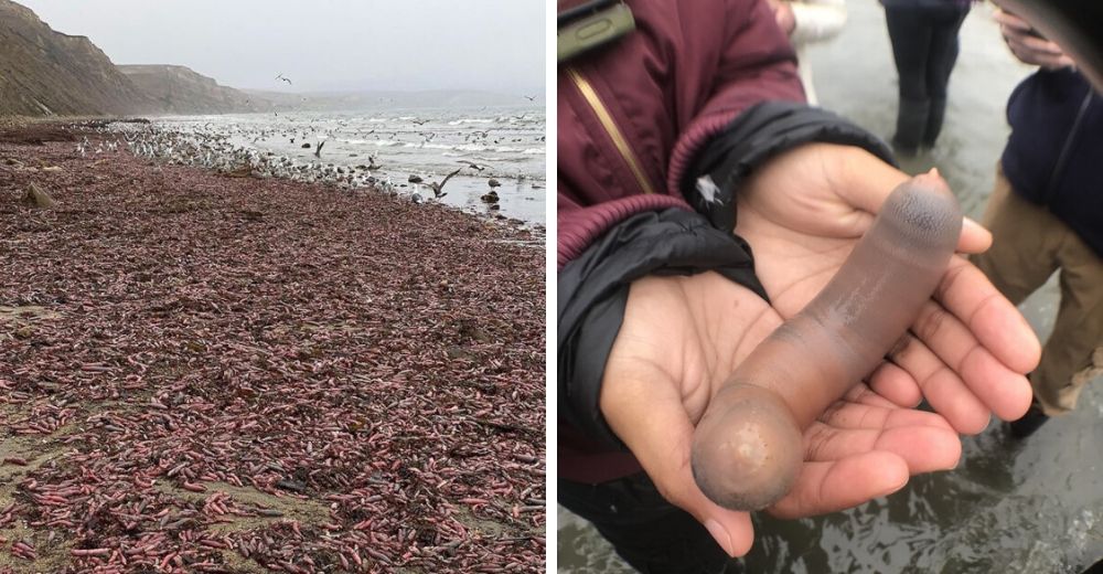 Miles de «penes» rosa aparecen en una playa concurrida cubriendo toda la costa