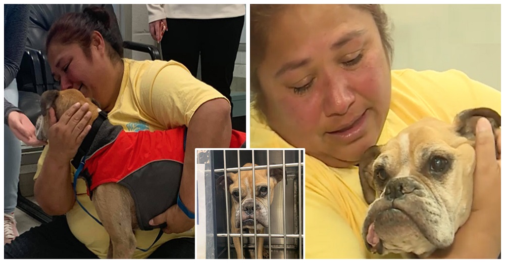 Creyó que había perdido a su perro para siempre, pero 10 años después no puede parar de llorar