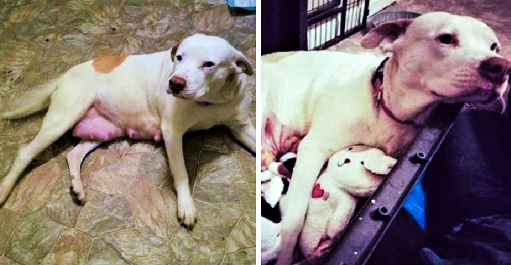 No tenía ganas de vivir tras perder a sus cachorritos y encuentra consuelo en unos peluches