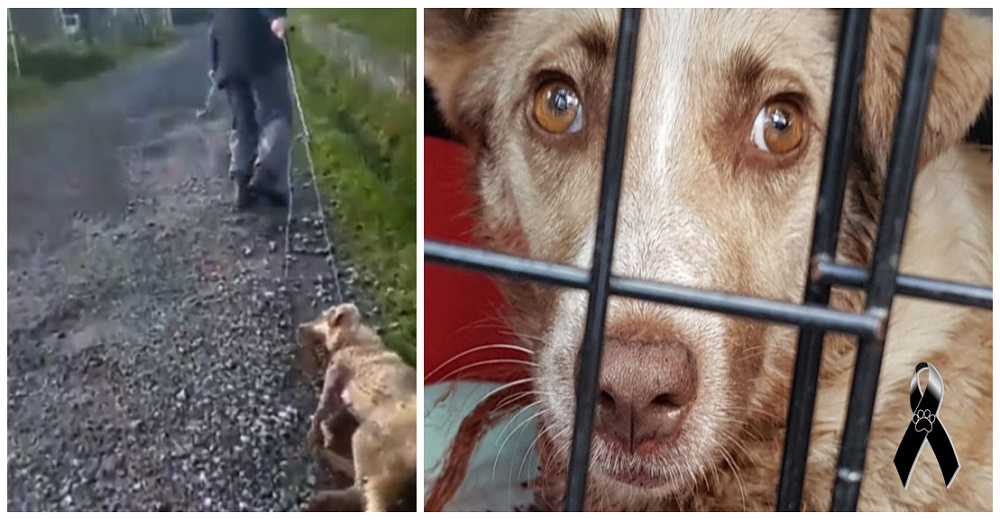 Muere la perrita a la que un cazador disparó y arrastró por haber dado a luz a sus 6 cachorros Muere la perrita a la que un cazador disparó y arrastró por haber dado a luz a sus 6 cachorros