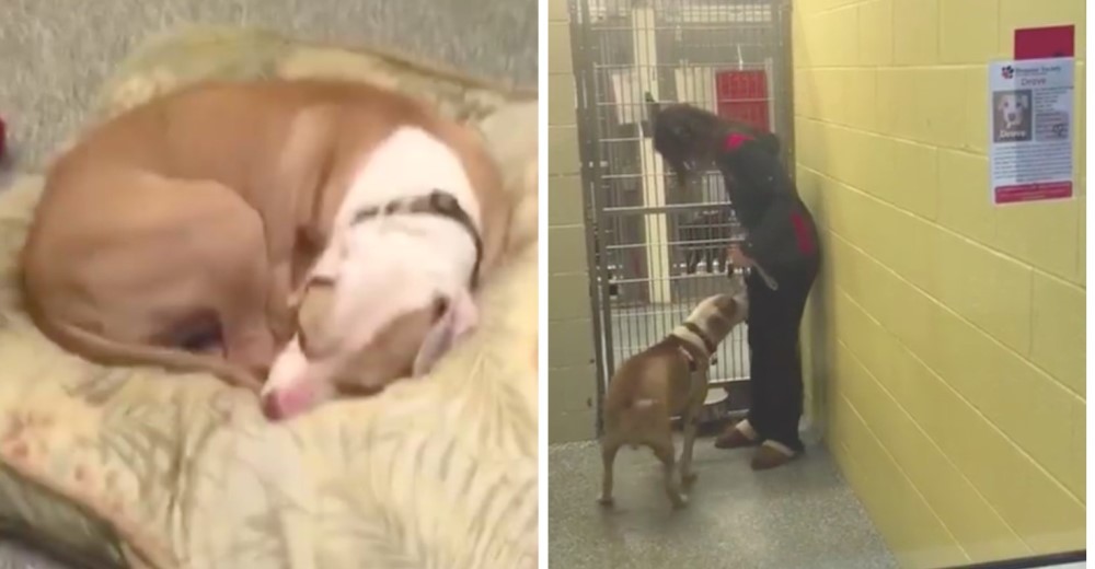Graban la reacción del perrito que vivía resignado a no tener hogar cuando encontró una familia