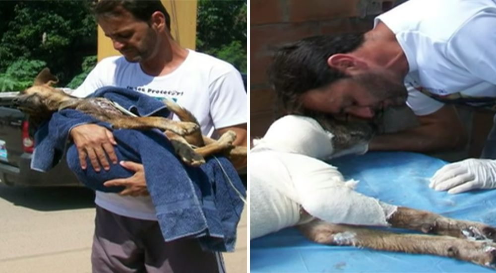 Famoso rescatista salva a un perro moribundo al que lo estaban comiendo vivo los gusanos