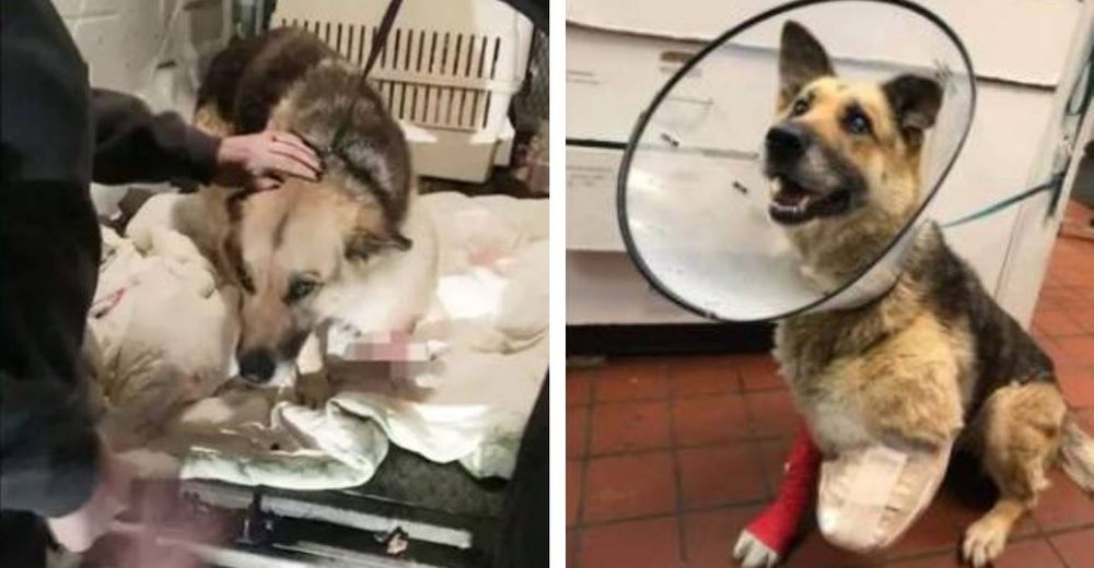 Pierde una pata a causa del dolor agonizante que le causaba un tumor mientras vivía en la calle Pierde una pata a causa del dolor agonizante que le causaba un tumor mientras vivía en la calle