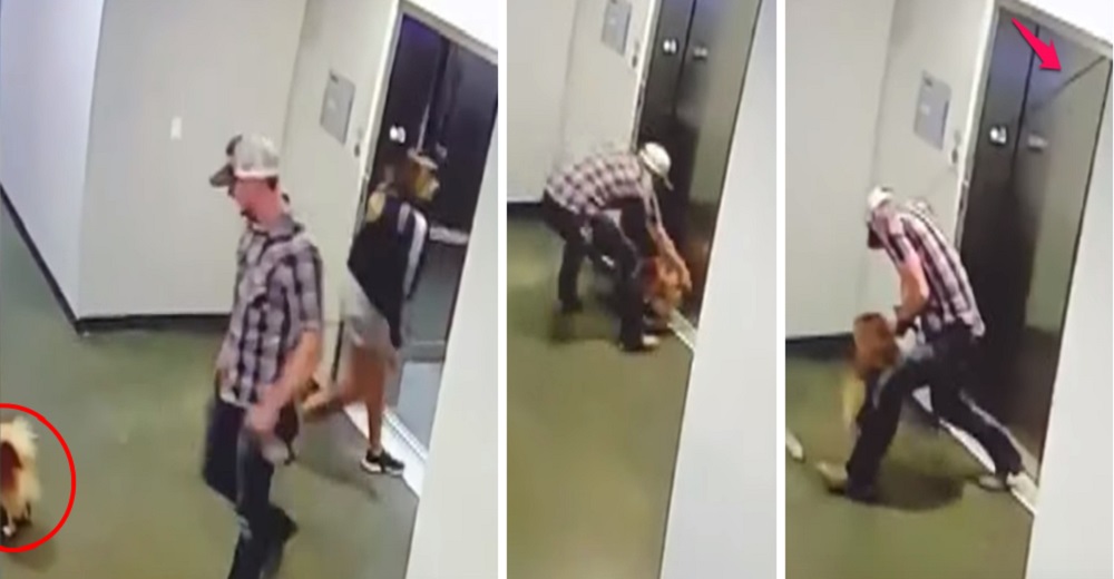 Corre a salvar a un perrito a punto del peor final tras atorarse su correa en un ascensor Corre a salvar a un perrito a punto del peor final tras atorarse su correa en un ascensor