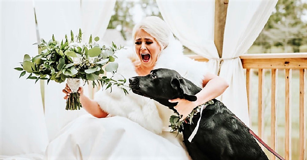 Nada lograba calmar los nervios de la novia hasta que apareció su perro justo antes de la boda