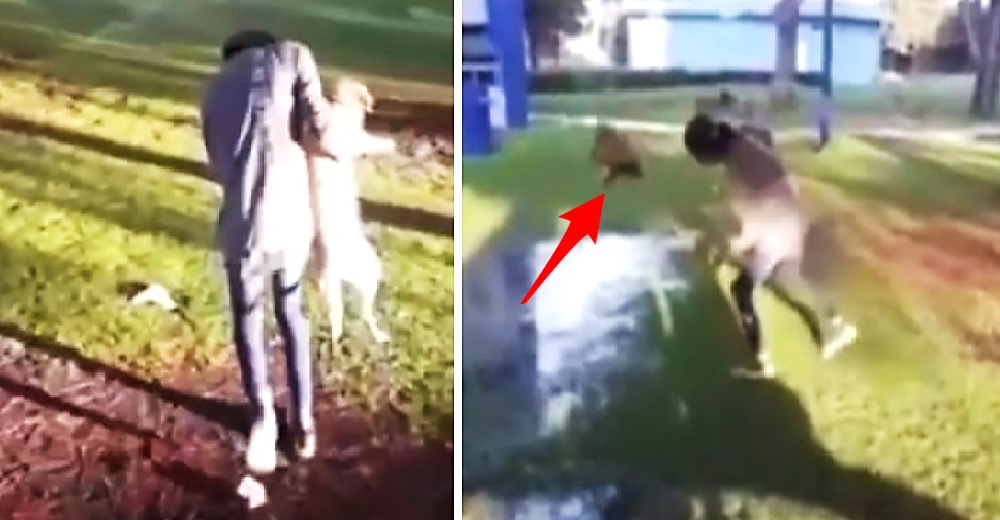 Estudiante lanza a un perrito callejero a un charco de agua sucia con la peor de las sonrisas
