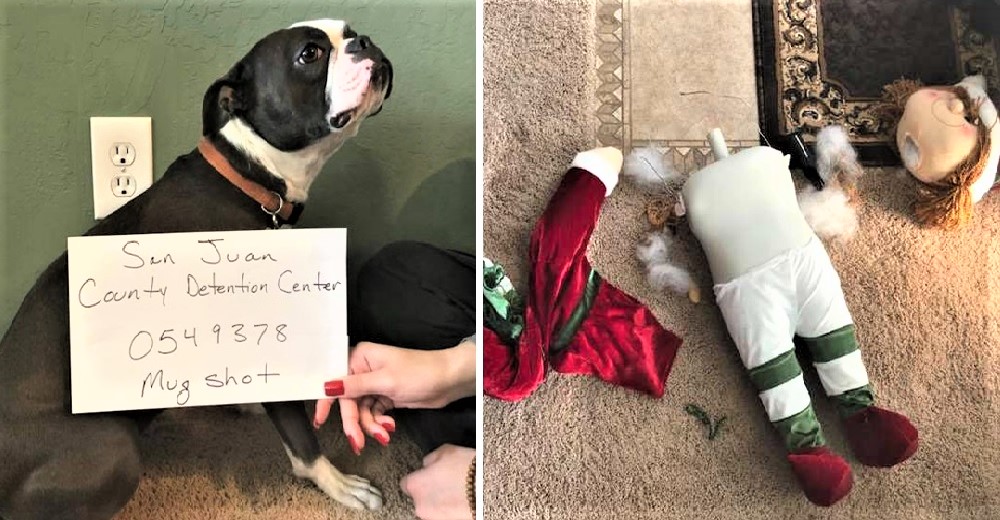 “Arrestan” a una perrita por acabar con la vida del invaluable adorno de Navidad de una familia