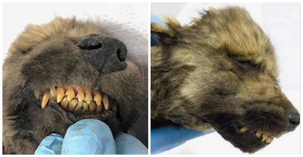 Encuentran restos del perrito más antiguo de la historia en perfecto estado a sus 18,000 años Encuentran restos del perrito más antiguo de la historia en perfecto estado a sus 18,000 años