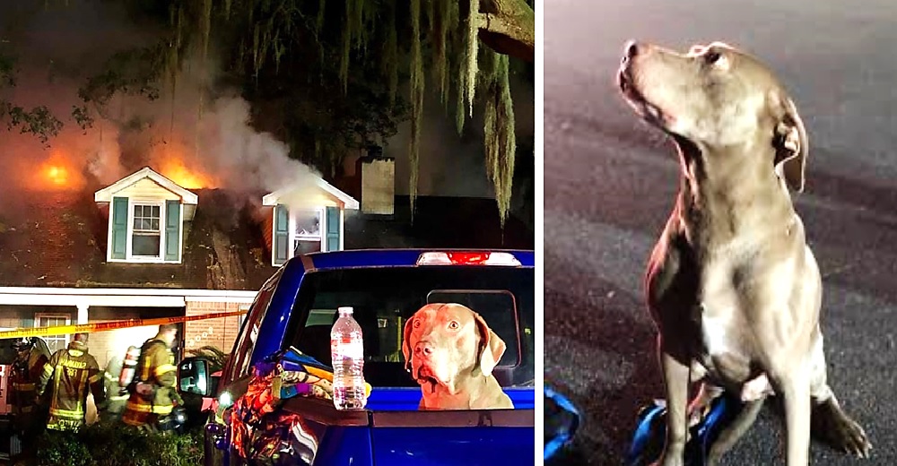 Un valiente perrito salva a su familia de un incendio que destrozó por completo su hogar