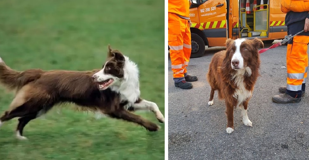 Un leal perro ovejero persiguió incansablemente al camión que llevaba a su rebaño al matadero Un leal perro ovejero persiguió incansablemente al camión que llevaba a su rebaño al matadero