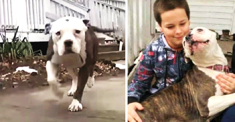 La perrita pitbull de un niño de 9 años lo salva de una peligrosa situación en su casa La perrita pitbull de un niño de 9 años lo salva de una peligrosa situación en su casa