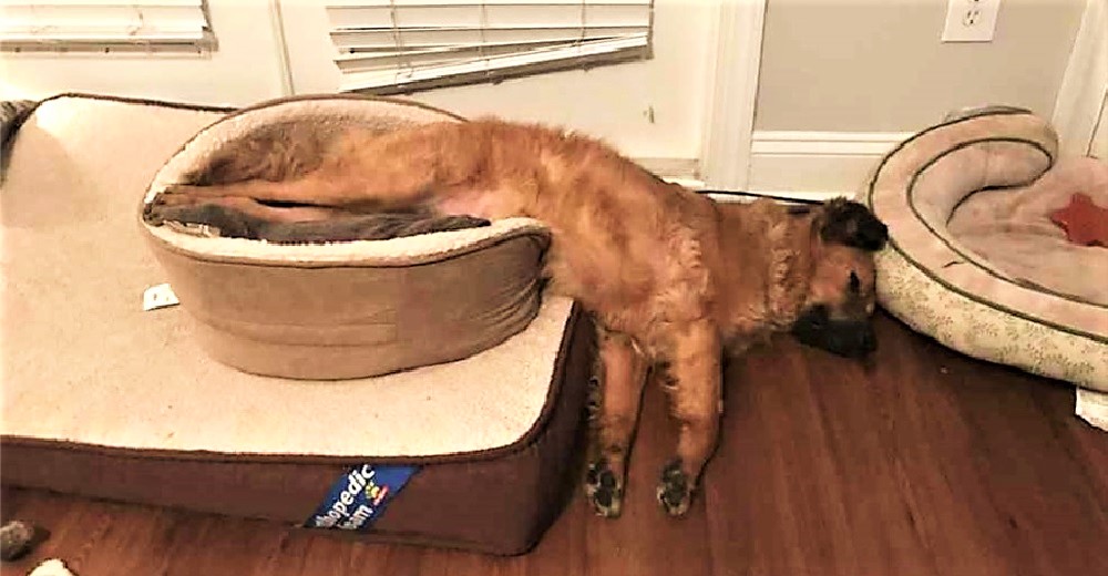 Un perrito rescatado sabe cómo llevar su gran pasión por las siestas a un nuevo nivel