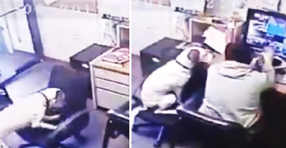 Un perrito empuja una silla en un amoroso gesto que dejó a su humano sin palabras