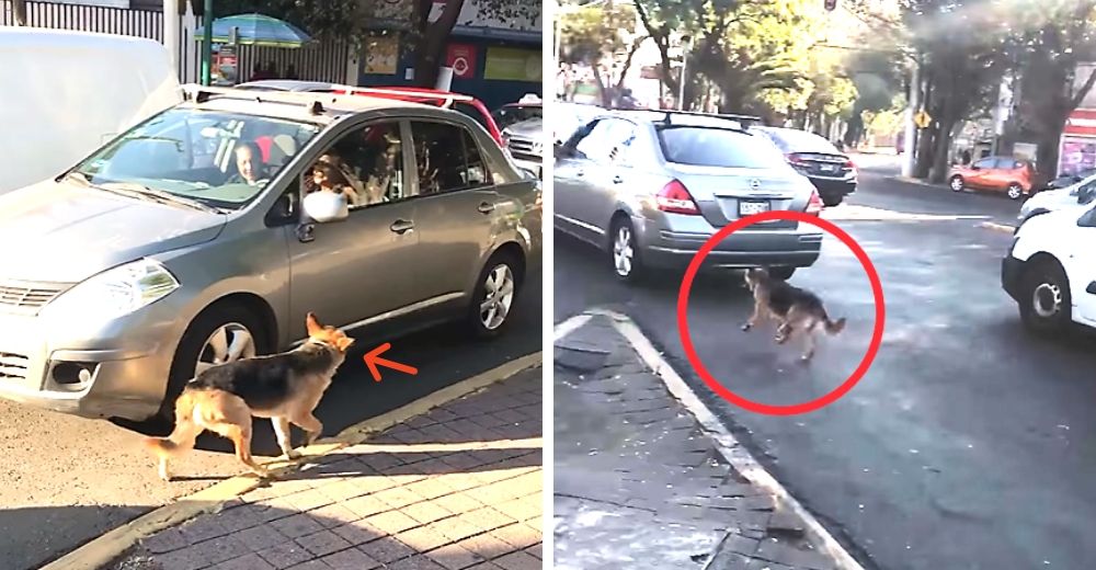 Graban cómo un perro persigue desesperado a su familia después de que lo abandonaran en la calle Graban cómo un perro persigue desesperado a su familia después de que lo abandonaran en la calle