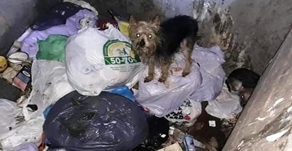 Piden ayuda a los ciudadanos para hallar al desalmado que tiró 11 cachorritos vivos a la basura Piden ayuda a los ciudadanos para hallar al desalmado que tiró 11 cachorritos vivos a la basura