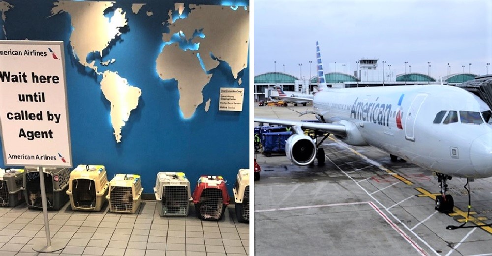 Perritos se suben a un avión a campo traviesa para ponerle todo fácil a sus posibles adoptantes