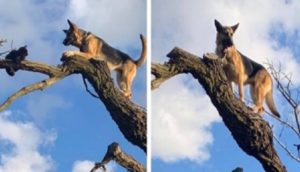 Perro persigue a un gato hasta la cima de un árbol y termina arrepentido