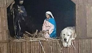 Perrito callejero se queda dormido en un cálido pesebre junto a María, José y el Niño Jesús