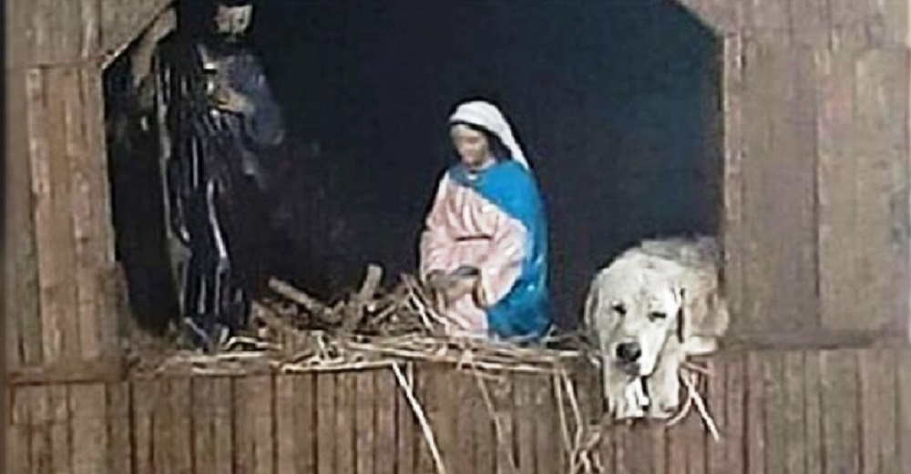 Perrito callejero se queda dormido en un cálido pesebre junto a María, José y el Niño Jesús