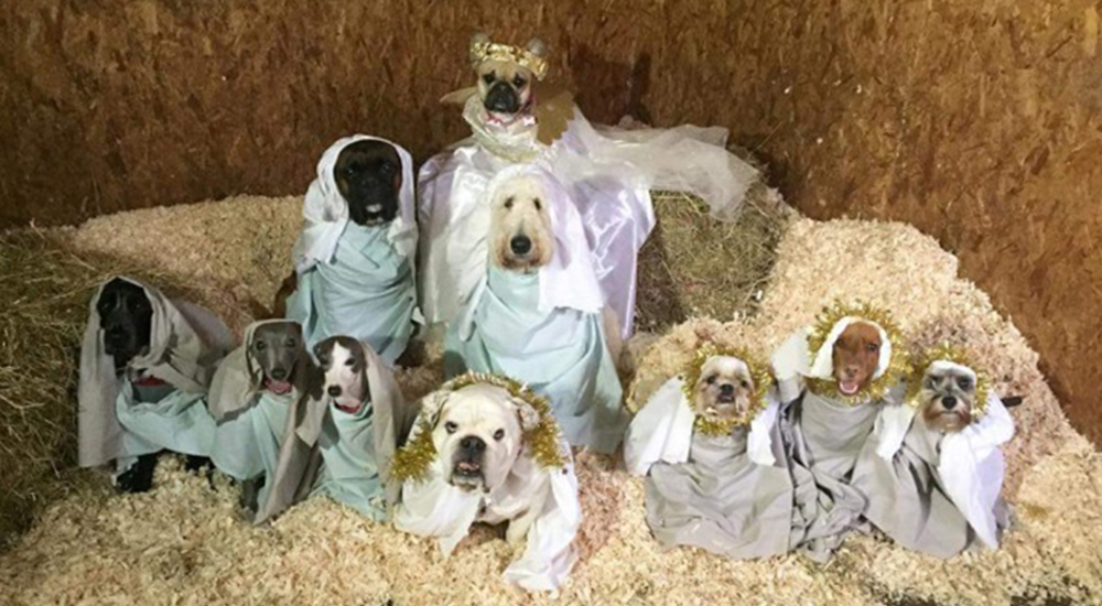 La foto navideña del inolvidable día de unos perritos en una guardería canina se hace viral