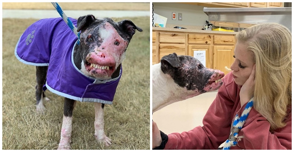 Un perrito con la carita desfigurada conmueve por su recuperación y no para de dar las gracias
