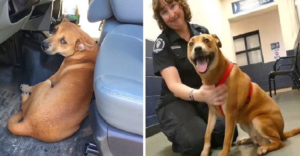 Una desesperada perrita persigue a una patrulla policial y termina siendo parte de su equipo Una desesperada perrita persigue a una patrulla policial y termina siendo parte de su equipo