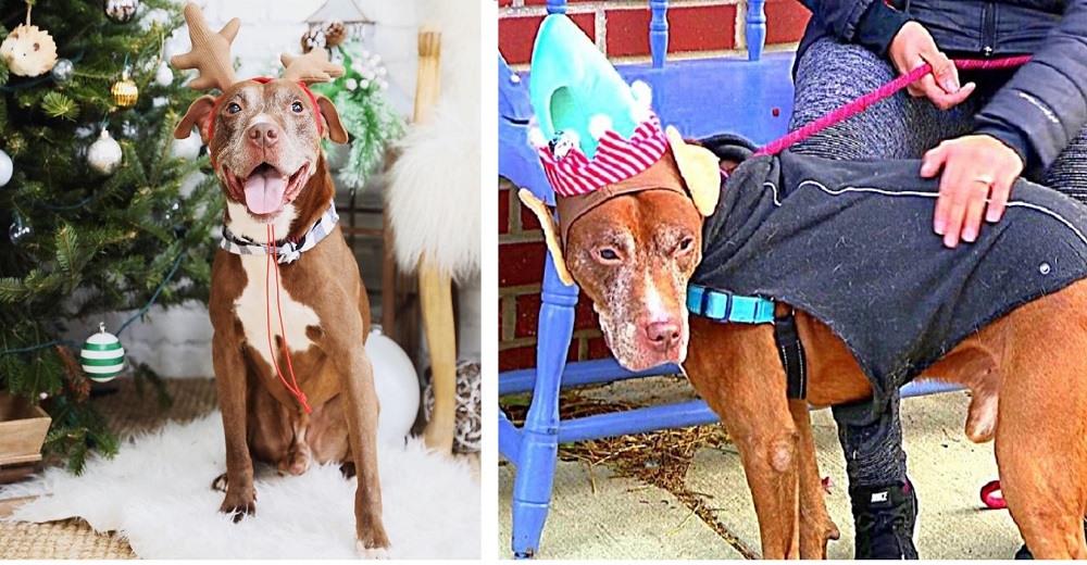Atan a su perrito anciano a una baranda y lo abandonan apenas 2 días después de adoptarlo Atan a su perrito anciano a una baranda y lo abandonan apenas 2 días después de adoptarlo