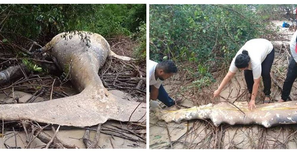 El cadáver de una ballena jorobada en la selva amazónica crea incertidumbre a los científicos