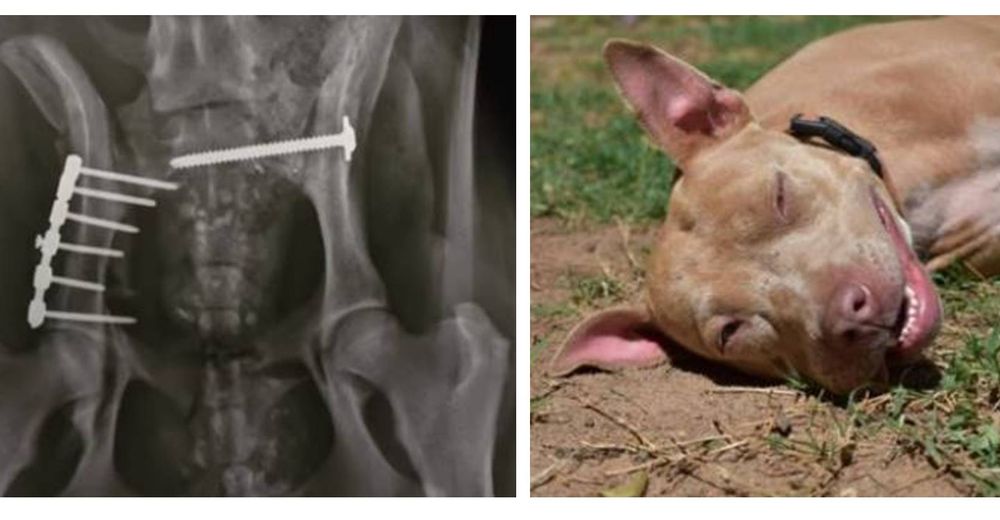 Atropellado por múltiples vehículos un perro callejero rogaba que alguien por fin se detuviera Atropellado por múltiples vehículos un perro callejero rogaba que alguien por fin se detuviera
