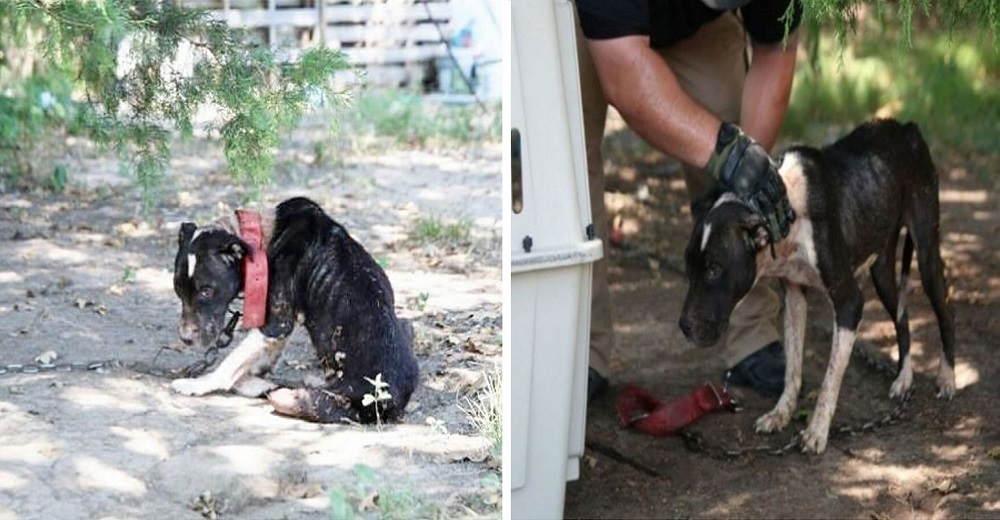 El ex perro de cebo demasiado deprimido para levantar la cabeza ahora no para de mover la cola El ex perro de cebo demasiado deprimido para levantar la cabeza ahora no para de mover la cola