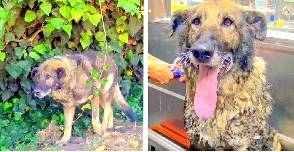 Perro abandonado se esconde de miedo entre la basura pero alguien llega para reparar su corazón Perro abandonado se esconde de miedo entre la basura pero alguien llega para reparar su corazón